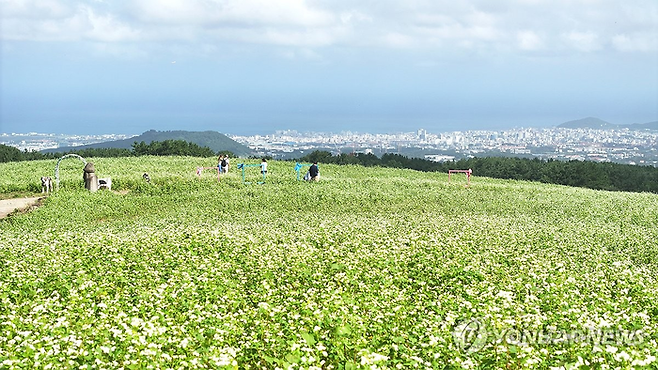 제주도 메밀밭. [연합뉴스]