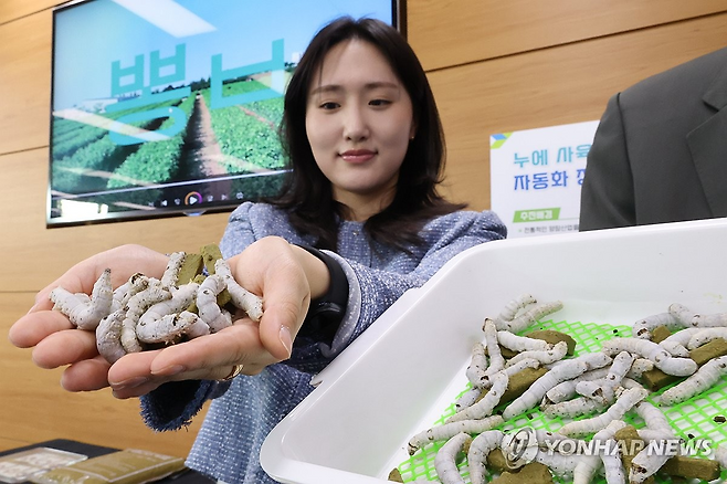 4월29일 정부세종청사에서 열린 농촌진흥청의 ‘전용 사료 기반 누에 스마트 생산시스템 개발’ 기자회견에서 농진처 국립농업과학원 직원이 전용 사료를 먹여 생산한 누에를 소개하고 있다.연합뉴스