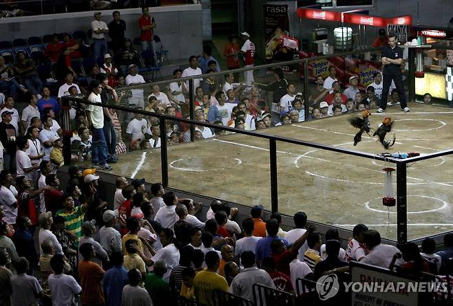 필리핀 투계 현장 [EPA 연합뉴스 자료사진, 재판매 및 DB 금지]