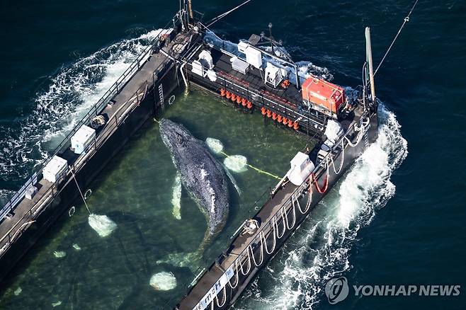 바지선에 실린 혹등고래 티미 [dpa via AP 연합뉴스. 재판매 및 DB 금지]
