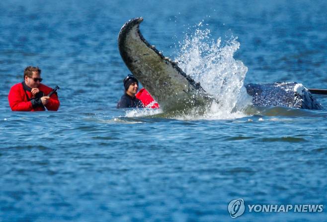 지난달 28일 바지선에 실리기 직전 티미 [dpa via AP 연합뉴스. 재판매 및 DB 금지]