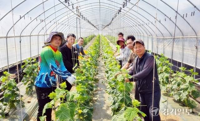파주시 문산읍 ‘작은거인 농장’에서 박정환 대표(오른쪽 첫번째)가 농촌연계형으로 고용한 라오스 계절근로자들과 함께 오이를 수확하고 있다. 김요섭기자