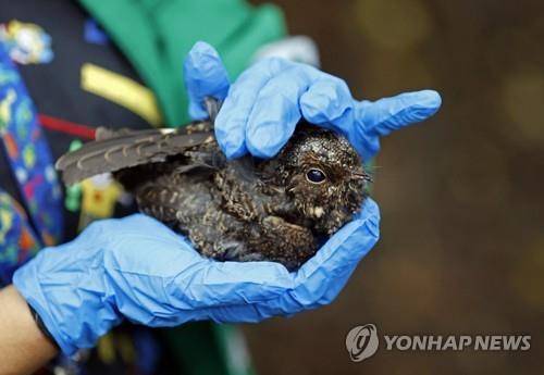 쏙독새  기사 내용과 직접 관련 없음. [EPA 연합뉴스 자료사진. 재판매 및 DB 금지]