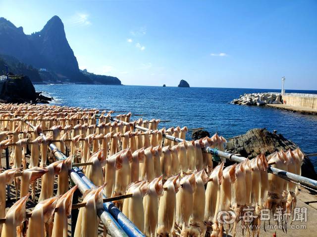 경북 울릉도 북면 천부리에서 건조 중인 오징어. 당일잡은 오징어가 해풍과 복사열에 건조되고 있다. 조준호 기자