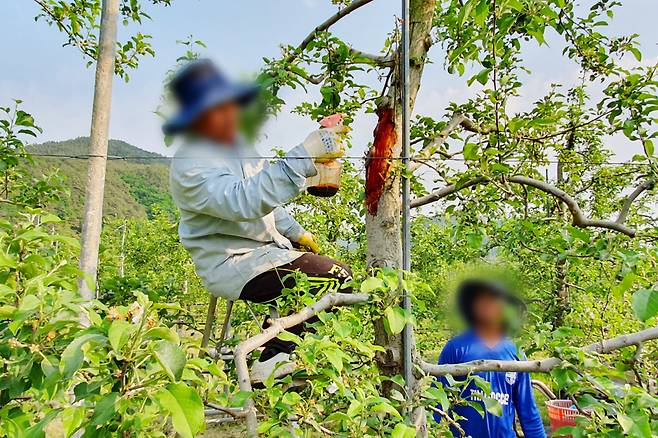 외국인 근로자들이 청송 지역 농가에 투입돼 일손을 돕고 있다. /청송군 제공