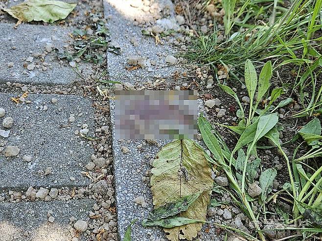 5일 오전 12시11분께 고등학생 2명이 괴한에게 피습당한 광주 광산구 월계동 한 고등학교 앞 인도에 혈흔 자국이 남아 있다. 강주비 기자