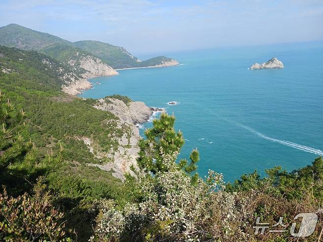 말탄바위에서 장기미해변으로 가는 비탈길을 청산도에선 명품길로 이름 짓고 여행객을 유혹한다.  숲속 길을 걷는 동안 아찔한 절벽에 가슴이 콩닥거려서 아래 바다를 제대로 볼 수 없었다.2026.5.5 ⓒ 뉴스1