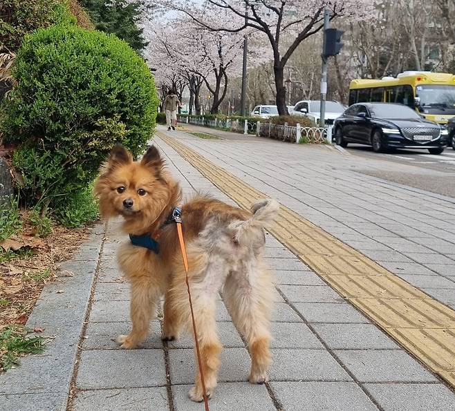 두 달 사이 생사를 오간 짜장이는 가족들과 행복한 일상을 즐기고 있다(보호자 제공). ⓒ 뉴스1