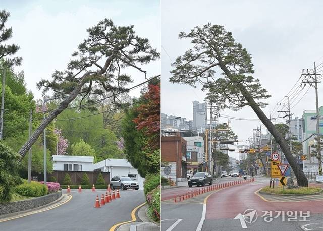 수원특례시 팔달산 둘레길, 도담소 진입로 등 곳곳에 위치한 재해우려목으로 인해 안전 사고 발생이 우려되고 있다. 김시범기자