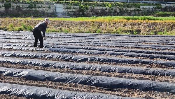 한 농민이 밭에 농업용 필름을 씌우고 있다. /연합뉴스