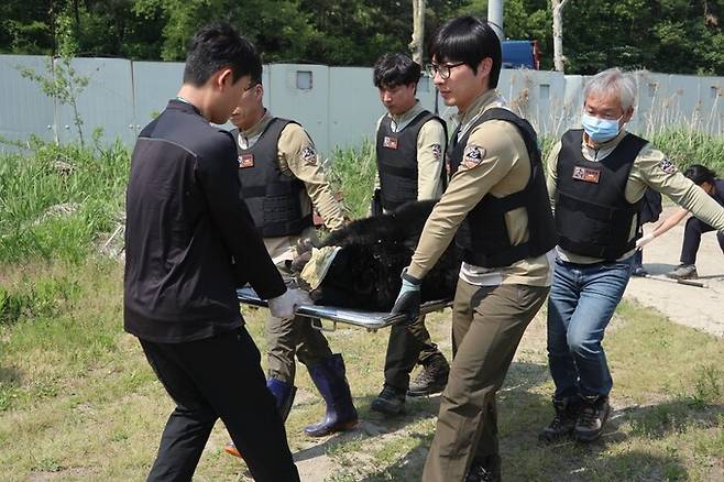 6일 오후 경기 여주시 한 사육곰 농장에서 13살로 추정되는 어미 곰이 잠든 채 구조되고 있다. 곰 보금자리 프로젝트·동물해방물결 제공