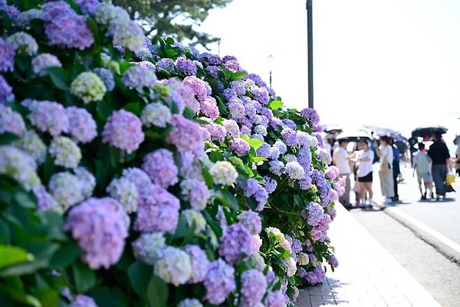 지난해 6월 경남 거제시 남부면 ‘저구 수국동산’에 만개한 수국. (사진=경남 거제시) *재판매 및 DB 금지