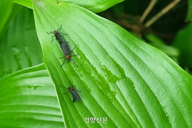 지난해 6월 서울 양천구 한 아파트 단지 화단에 붉은등우단털파리(러브버그) 3마리가 잎 위에 앉아 있다. 강한들 기자