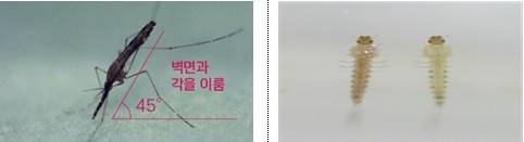 중국얼룩날개모기 암컷 성충(왼쪽)과 유충 [질병관리청 제공]