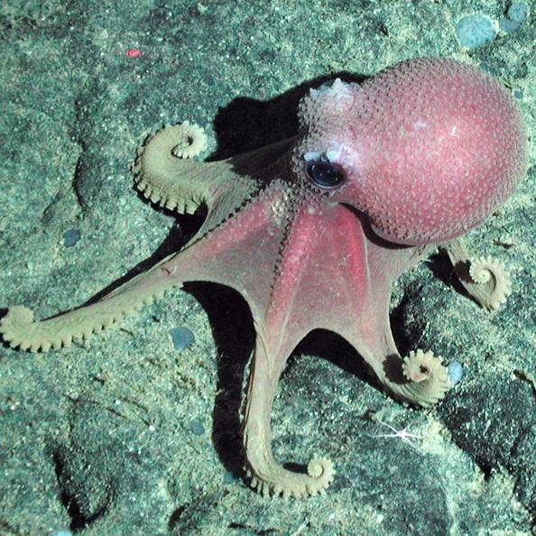 심해 문어 '그라넬레도네 보레오파키피카' (사진 NOAA/MBARI)