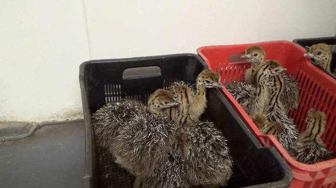 남아프리카공화국 서부 케이프주 타조 사육 시설의 새끼 타조들.[페타(PETA) 제공]