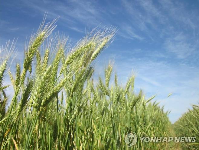 브라질 밀밭 [브라질농업공사(Embrapa) 제공. 재판매 및 DB 금지]
