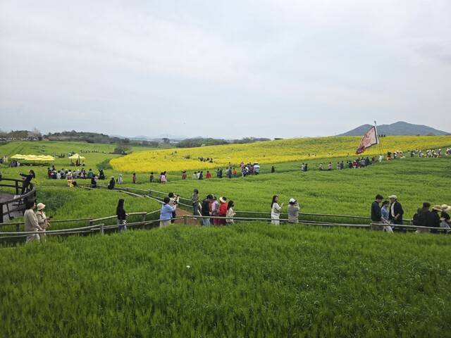 고창 청보리밭 축제장을 찾은 방문객들이 청보리밭 일원을 둘러보며 봄 정취를 만끽하고 있다. 사진제공=고창군