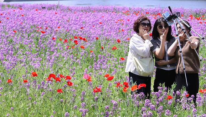 ▲ 11일 경상북도 영천 생태지구공원에서 시민들이 만개한 보라 유채꽃 사이를 거닐며 사진을 찍고 초여름 정취를 만끽하고 있다. 권남인 기자 kni@kyongbuk.com