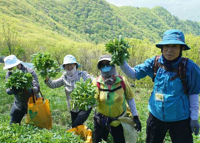 제21회 영양산나물축제에 참가한 관광객들이 8일 일월산에서 산나물을 채취하고 있다. 영양군 제공