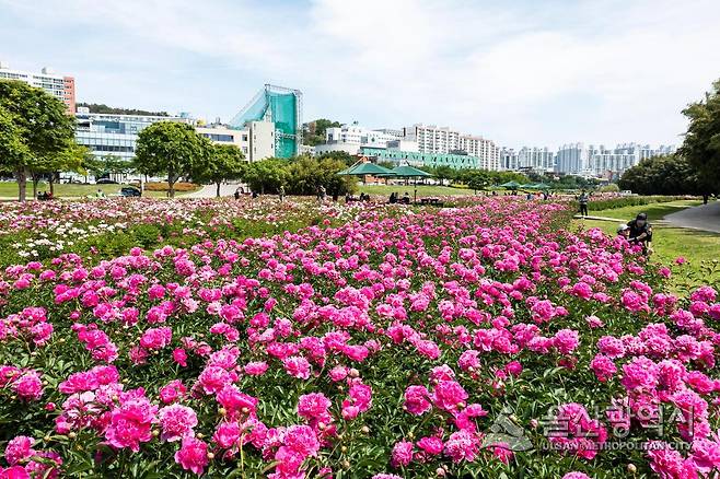 7일 울산 태화강 국가정원에 작약꽃이 만개해 있다. 울산시 제공