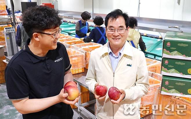 경북 영주 풍기농협 이인찬 조합장(오른쪽)이 농산물산지유통센터(APC)에서 담당 직원과 함께 선별 과정을 거친 ‘영주사과’를 보여주고 있다.