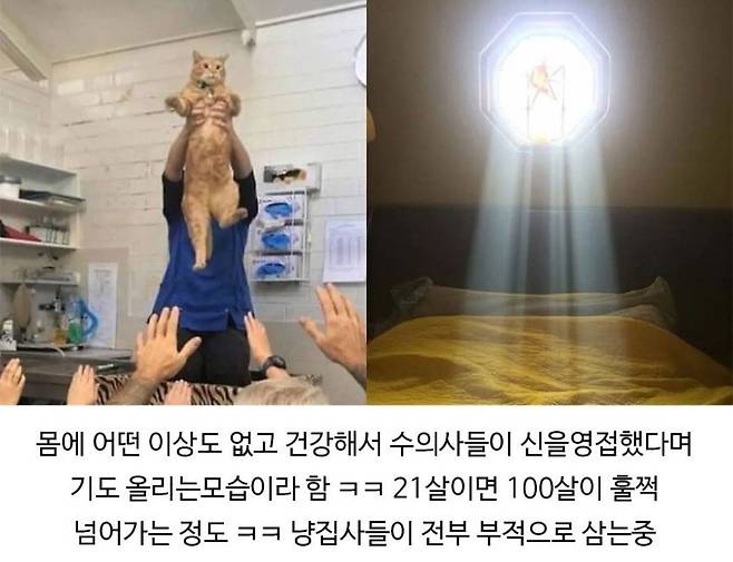 수의사들 사이에서 신으로 불리는 존재.jpg