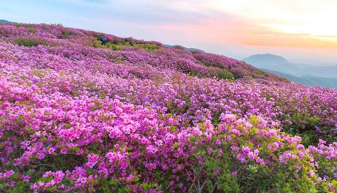 경남 합천군 황매산 철쭉 [경남 합천군 제공. 재판매 및 DB 금지]