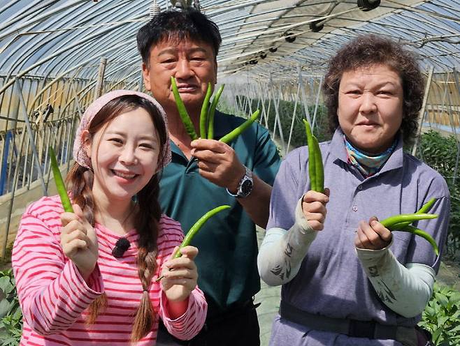 아삭이 고추를 생산하는 청양 장평면 이은국 농가가 8일 KBS 1TV 6시 내고향(15일 방송 예정)촬영을 진행했다.(사진=청양군 제공)