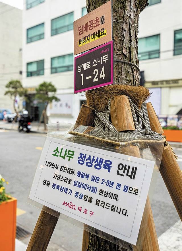 서울 마포구의 한 소나무에 걸린 안내문. /이건송 영상미디어 기자