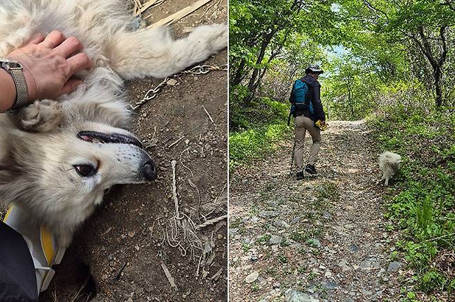 무사히 구조된 강아지는 현재 등산객 부부로부터 임시 보호 중이다. 제보자 제공
