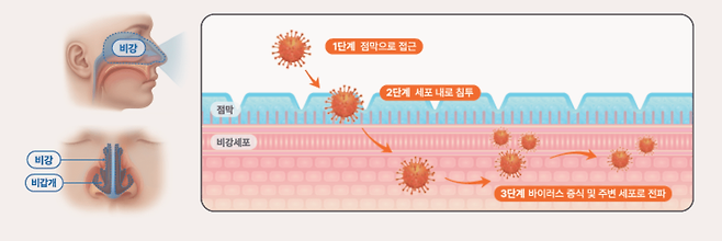 코점막을 통해 인체에 침투한 바이러스가 세포 내에서 증식하며 주변으로 확산되는 감염 과정|출처: 하이닥