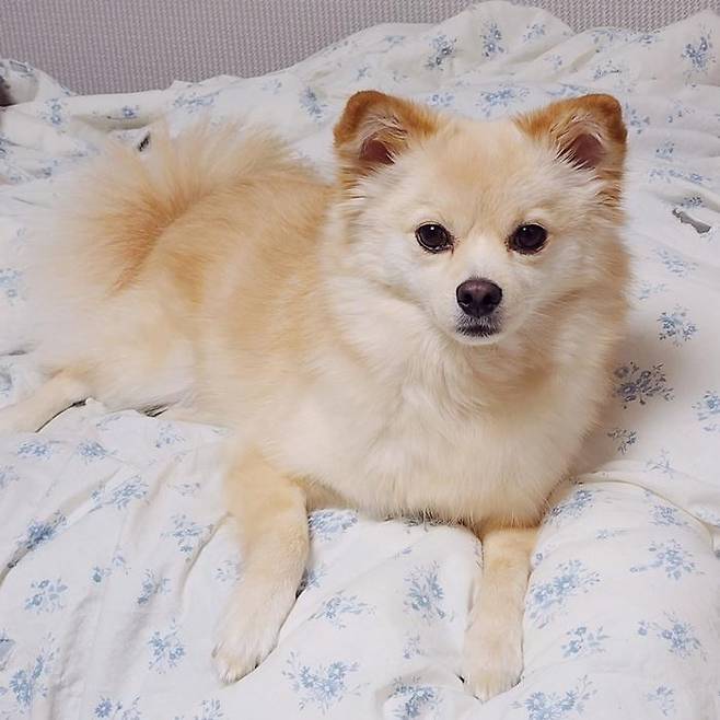안녕하세요 쪼꾸미예요! 보호자 제공