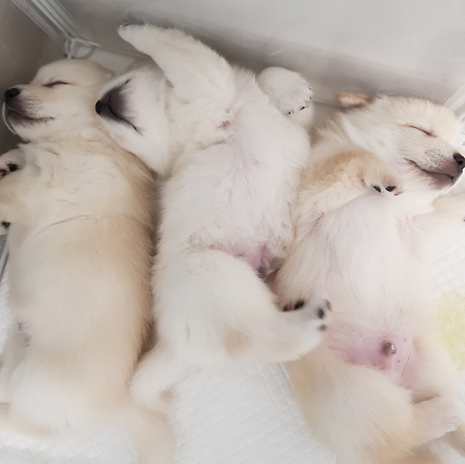 털이 보송보송해진 아가들. 보호자 제공