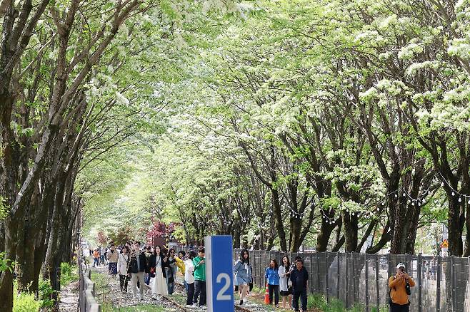 전주 팔복동 이팝나무 축제기간 모습. 전주시 제공