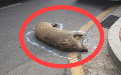 서울 도심에서 포획된 멧돼지.[강동구청 제공]