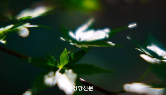 15일 오후 서울 종로구 백사실계곡 단풍나무 잎에 햇살이 앉아 마치 하얀색 꽃이 핀 것처럼 보인다.. 2026.5.15. 정지윤 선임기자