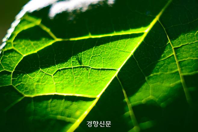 15일 오후 서울 종로구 백사실계곡 나뭇잎이 미세한 속살까지 드러내 보인다.. 2026.5.15. 정지윤 선임기자