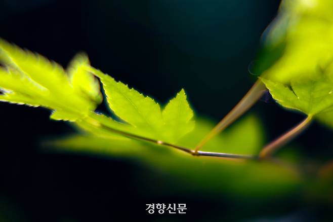 15일 오후 서울 종로구 백사실계곡 나뭇잎이 햇살을 받아 연둣빛 자태를 드러내고 있다. 2026.5.15. 정지윤 선임기자