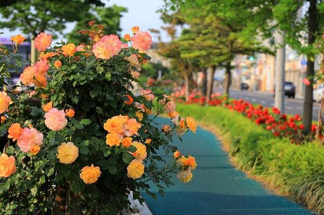 경북 포항시가 ‘천만송이 장미도시’ 조성에 속도를 내고 있는 가운데 동빈나루에 장미가 퐐짝 핀 모습. 포항시