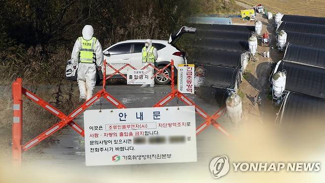 고병원성 조류인플루엔자 발생 (CG) [연합뉴스 자료사진]
