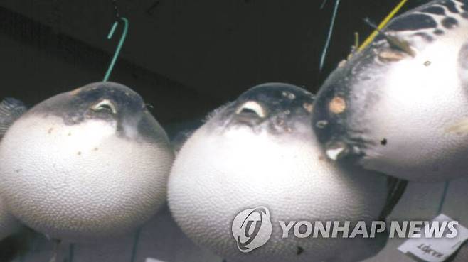 복어 [연합뉴스 자료사진]
