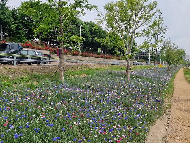 동대문구 이문수변공원 인근에 수레국화 만개 [동대문구 제공. 재판매 및 DB 금지]
