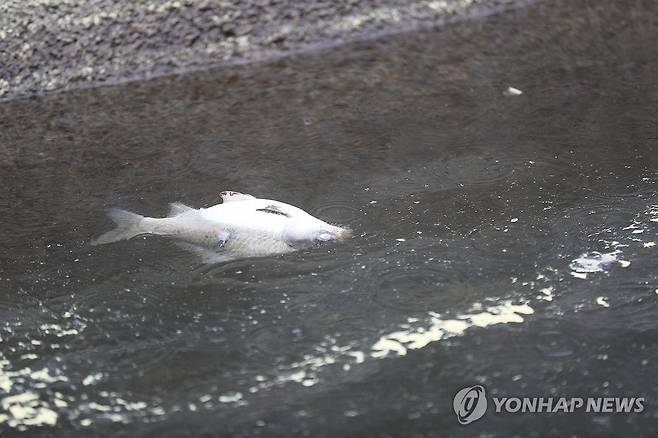 소양호에 떠오른 붕어 폐사체 (인제=연합뉴스) 박영서 기자 = 20일 강원 인제군 소양호 상류에서 죽은 붕어가 하얀 배를 드러낸 채 물 위에 떠 있다.
    이날 국립환경과학원과 원주지방환경청 등 기후에너지환경부 산하기관 관계자들은 어민들과 함께 집단 폐사가 나타난 소양호 상류 곳곳을 둘러보며 수질을 측정했다. 2026.5.20 conanys@yna.co.kr