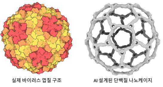 왼쪽은 자연계 바이러스가 단백질을 배열해 만든 껍질 구조이며, 오른쪽은 이를 모방해 AI로 설계한 속 빈 단백질 나노케이지이다. [사진=과기정통부]