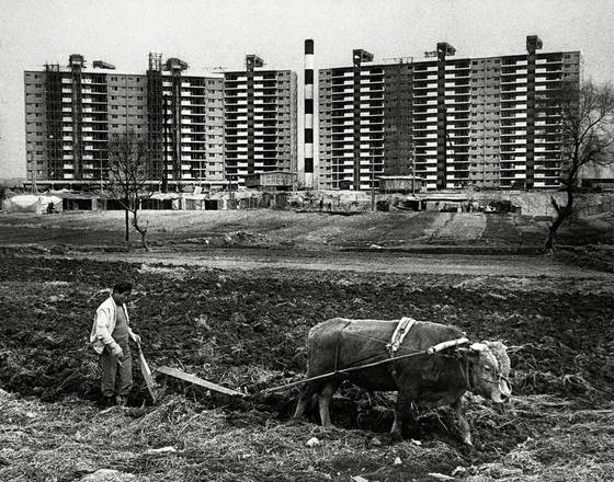 1978년 서울 강남구 압구정동에서 밭을 가는 농부. 뒤편으로 현대아파트 공사장이 보인다. 사진 서울시