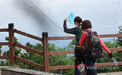 지난 2025년 6월 인천 계양구 계양산에서 러브버그로 불리는 중국 붉은등우단털파리가 창궐한 모습. [연합뉴스 자료사진]