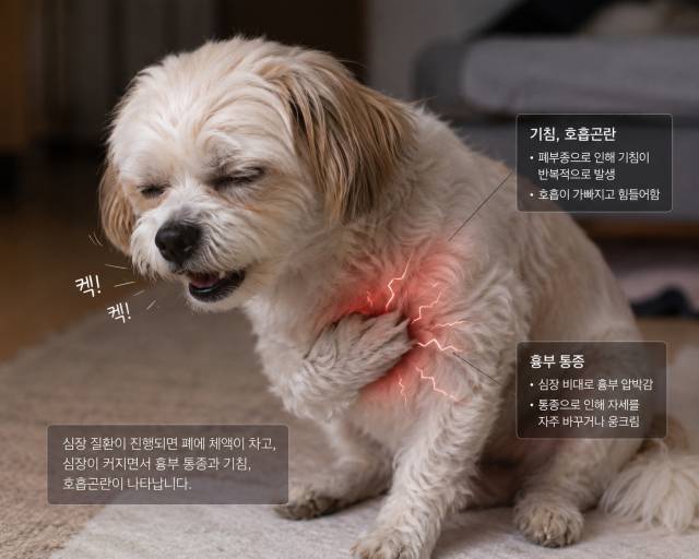 강아지심장병, 개의 심장병 초기 증상은 매우 미묘하게 나타나는 경우가 많다. 대표적인 증상으로는 기침, 운동 중 호흡곤란, 쉽게 지치는 모습, 야간 호흡수 증가 등이 알려져 있다.