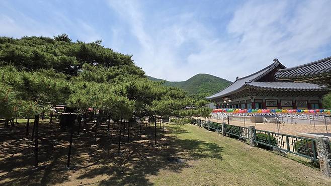 운문사 대웅전과 처진소나무. 어머님과의 추억을 돌아봤다.