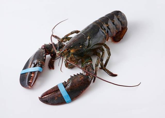 캐나다산 활랍스터.(롯데마트 제공)